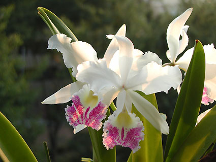 C. gigas var. semi-alba 'Madam-Butterfly'