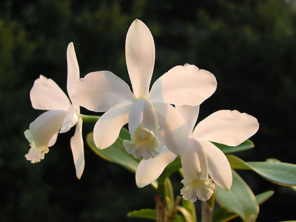 C. harrisoniana var. albescenns 'Snow Rabit'