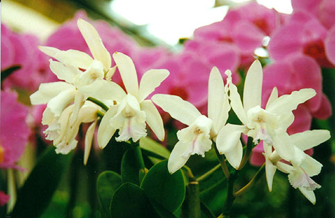 C. intermedia