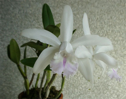 C. intermedia 'Aranbeem'