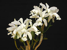 C. intermedia var. alba