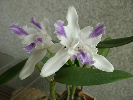 C. intermedia var. aquinii-coerulea