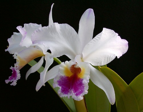 C. labiata var. s/a 'My Treasure'