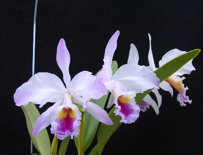 C. labiata var. s/a 'My Treasure'