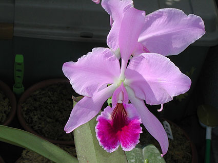 C. labiata 'Hamusa Spring'