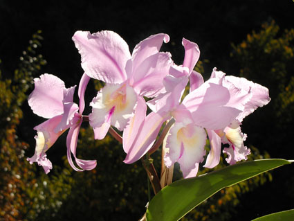 C. labiata var. semi-concolor 'Mr. Sasoki'