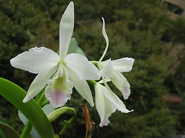 C. labiata var. amoena 'Fowleyana' x self