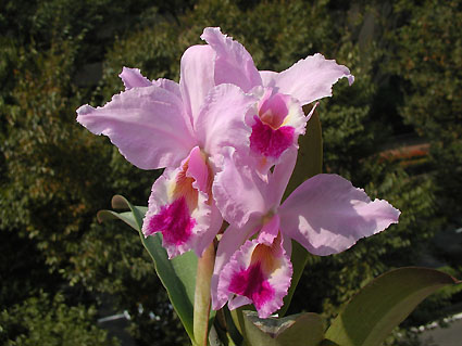 C. labiata var. rosada 'Three Thousand Blue'