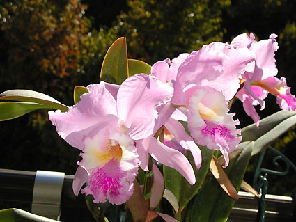 C. labiata