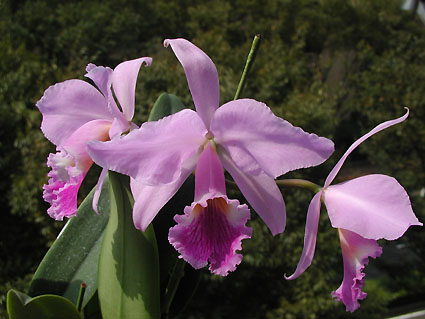 C. labiata var. venosa lilac type