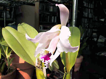 C. labiata