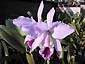 C. labiata 'Wenzel97#1'