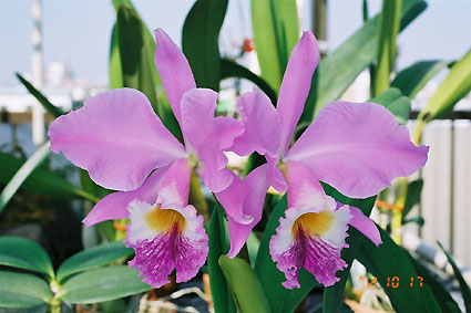 C. labiata var. suave x sib