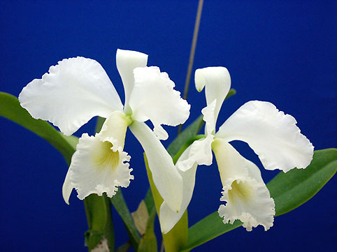 C. labiata var. alba 'Fernando'