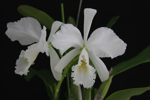 C. labiata var. alba 'Fernando'