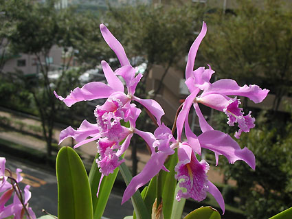 C. maxima tipo - カトレアの部屋 Abiko Orchid Room -