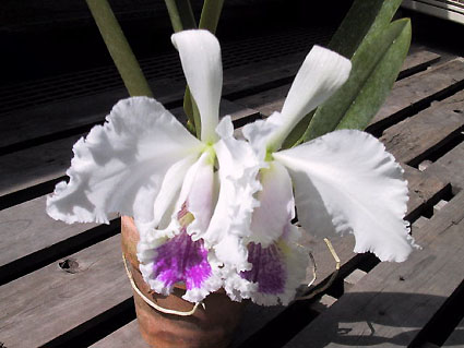 C. mossiae