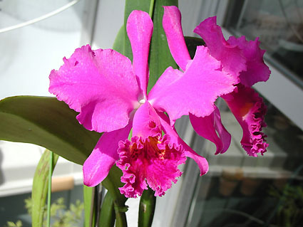 C. mossiae var. rubra 'Willowbrook'