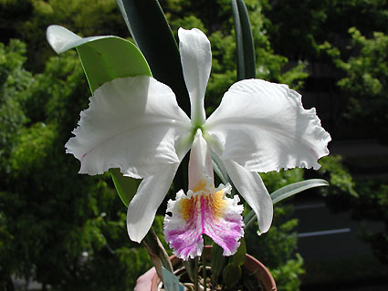 C. mossiae var. reinekiana aquinii 'Hamusa'