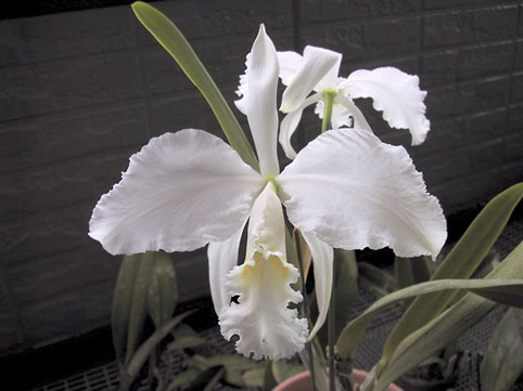 C. mossiae var. alba 'Carpinterio' x 'Crusizio'