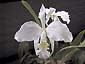 C. mossiae var. alba 'Carpinterio' x 'Crusizio'