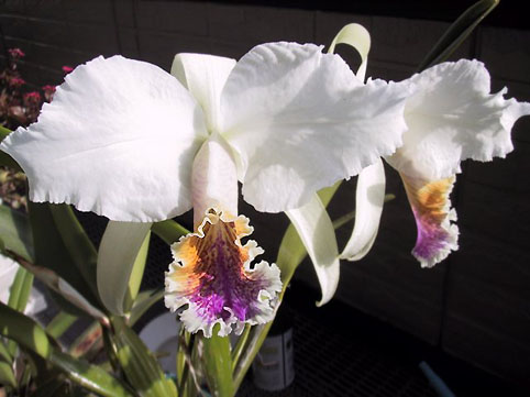 C. mossiae var. s/a 'Los gacho' x 'Fetherstone'