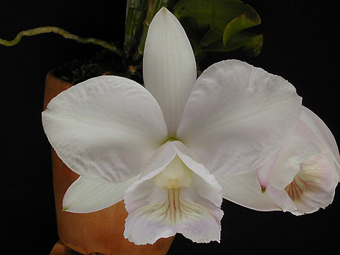 C. nobilior var. amaliae