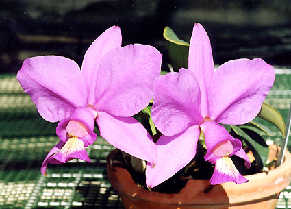 C. nobilior rubra 'Kawasaki' x nobilior 'Don Rafael Wenzel'