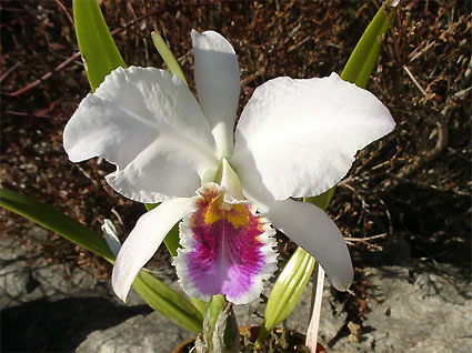 C. percivaliana 'Farah Diba'