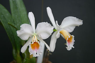 C. percivaliana var. amesiana