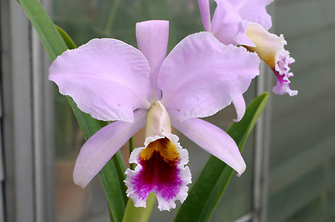 C. percivaliana 'Extra'