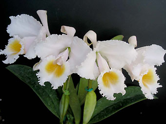 C. schroederae