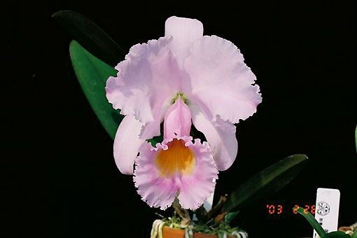 C. schroederae (Popayan x Carlos Arango)