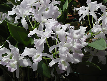 C. skinneri var. coerulescens 'Orchidglade'