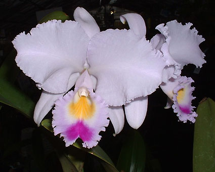 C. trianae