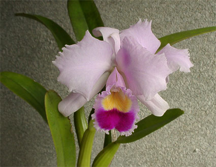 C. trianaei 'A. C. Burrage'