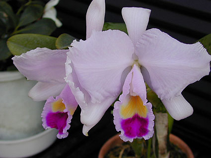 C. trianaei 'A.C. Burrage'