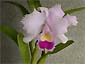 C. trianaei 'A.C.Burrage'