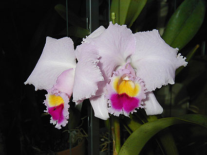C. trianaei 'A. C. Burrage'