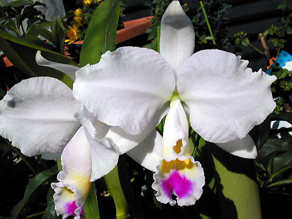 C. trianaei 'Jungle Queen'