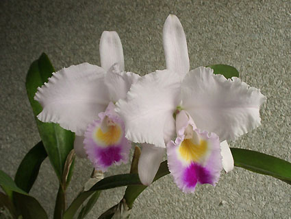 C. trianaei 'The King'