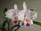 C. trianaei 'The King'