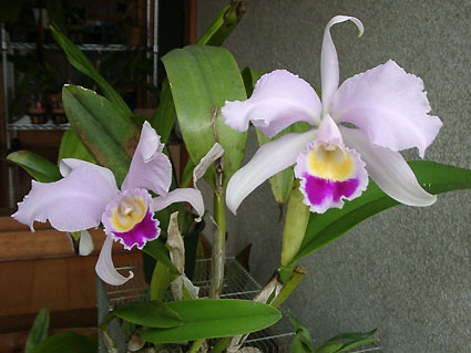 C. trianaei 'Peach'