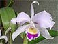 C. trianaei 'Peach'