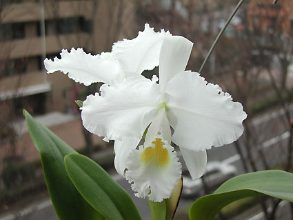C. trianaei var. alba 'Aranka Germaske'