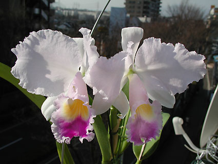 C. trianaei 'Jungle Queen'