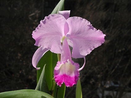 C. trianaei var. tipo 'K-94'
