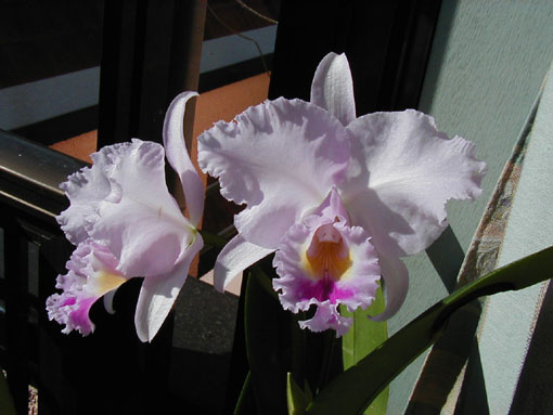 C. trianaei 'Sladen' x coerulea