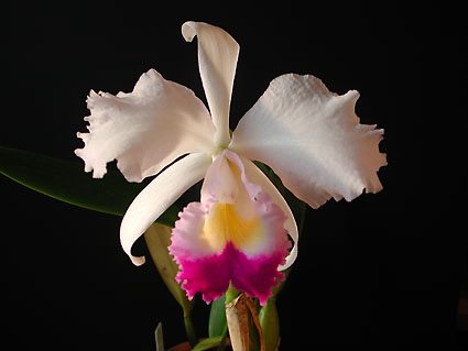 C. trianaei 'The President'