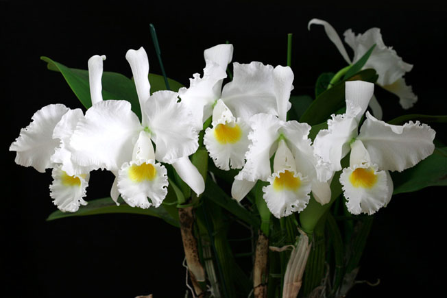 C. trianaei var. alba 'Aranka Germaske'